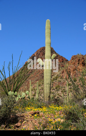 Cactus Saguaro (Carnegiea gigantea), e il messicano papaveri, (Argemone mexicana), montagne di Tucson, Tucson, Arizona, Stati Uniti. Foto Stock