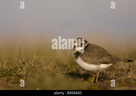 Di inanellare Plover capretti, Charadrius hiaticula , Davidstow Airfield, Cornwall Foto Stock