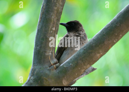 Bulbul comune Pycnonotus barbatus tricolore di seduta in una struttura ad albero Foto Stock