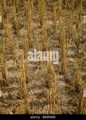 Gli stocchi di riso dopo il raccolto Foto Stock