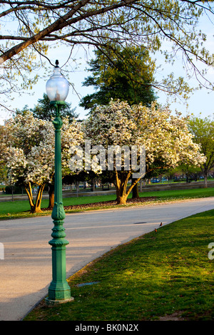 La passerella con la fioritura degli alberi a Washington DC, Stati Uniti d'America Foto Stock