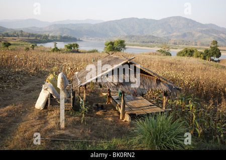 Un campo di grano dal fiume Mekong nel Triangolo d'oro vicino a Chiang Saen, Thailandia del Nord Foto Stock