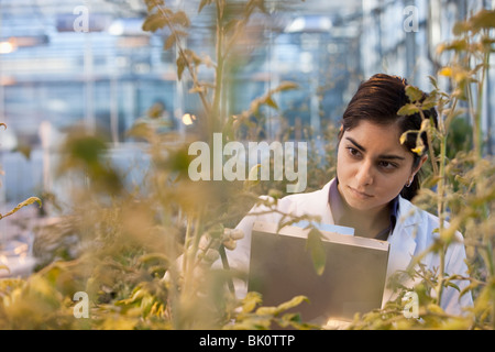 Indian scienziato che lavora in serra Foto Stock