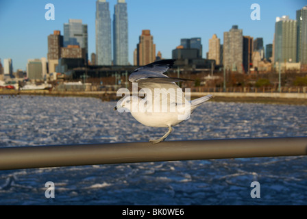 Dettaglio di un gabbiano con congelati Hudson travagliate e la skyline di New York Foto Stock
