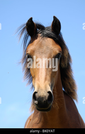 Paso Fino ritratto Foto Stock