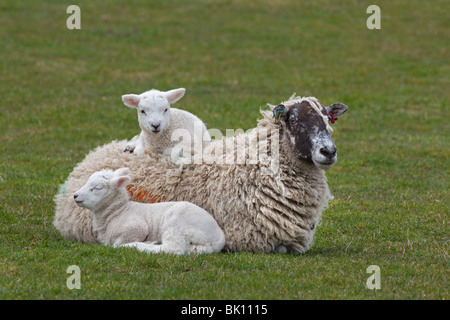 Agnello comodamente seduti sulle madri lanosi torna marzo Norfolk Foto Stock