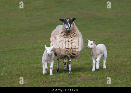 Ewe and twin lambs March Norfolk Foto Stock