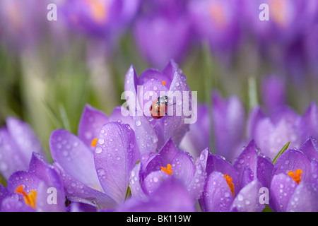 La molla Crocus e sette-spot Coccinella Coccinella punctata Norfolk febbraio Foto Stock