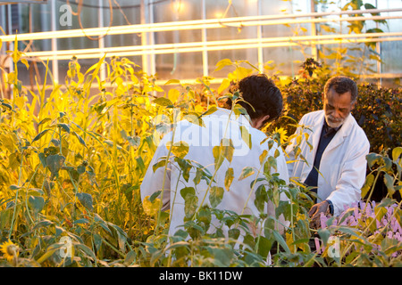 Gli scienziati che lavorano in serra Foto Stock