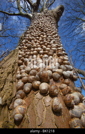 Snails Helix aspersa sopra Wintering in un gruppo grande sopra Un tronco di albero Nord Norfolk Foto Stock