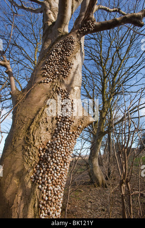 Snails Helix aspersa sopra Wintering in un gruppo grande sopra Un tronco di albero Nord Norfolk Foto Stock