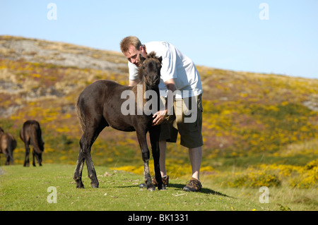 L'uomo con la Collina di Dartmoor Pony Foto Stock