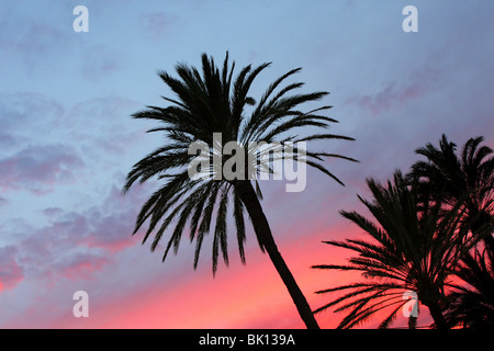 Blu e rosso arancione tramonto con washingronia palme sunrise Foto Stock