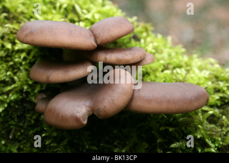 Oyster fungo Pleurotus ostreatus prese a Dibbinsdale LNR, Wirral, Regno Unito Foto Stock