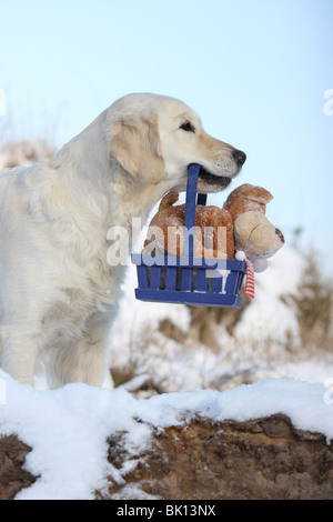 Il Golden Retriever con cestello Foto Stock