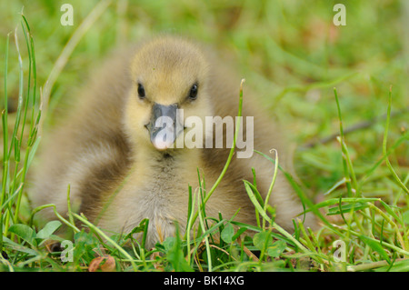 Giovane oca graylag Foto Stock