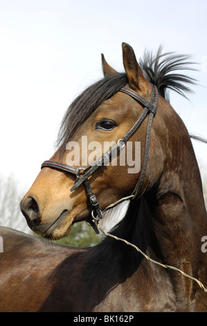 Paso Fino ritratto Foto Stock