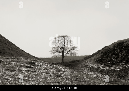 Veduta invernale del platano di Gap su vallo di Adriano, tra falesia Lough e Howsteads, in Northumberland, Inghilterra Foto Stock