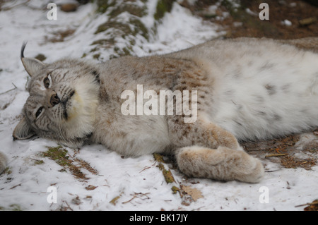 Lince Foto Stock