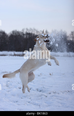 Jumping Labrador Retriever Foto Stock