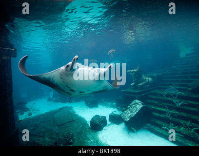 Manta ray (Manta birostris) migra attraverso le rovine laguna a Atlantis Resort nelle Bahamas. Foto Stock