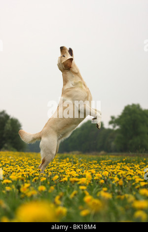 Blonde Labrador Retriever Foto Stock