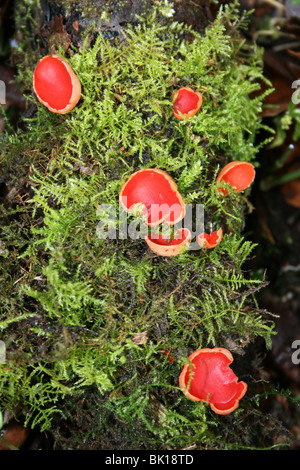 Scarlet Elf Cup Sarcoscypha coccinea cresce su un registro di muschio a Dibbinsdale LNR, Wirral, Regno Unito Foto Stock