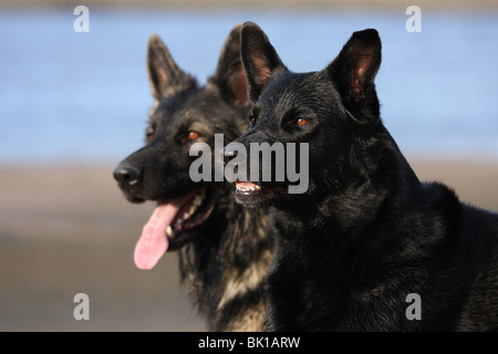 Antico tedesco cane pastore Foto Stock