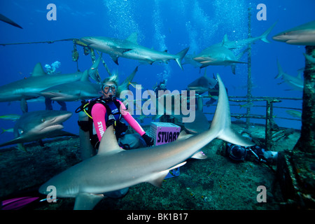 I subacquei su alimentazione degli squali dive Foto Stock