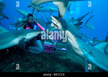 Scuba Diver su alimentazione degli squali dive Foto Stock