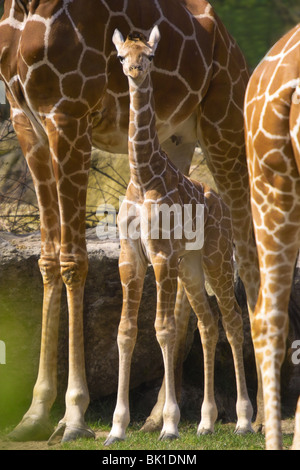 Giraffe Foto Stock