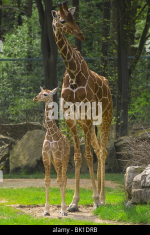 Giraffe Foto Stock