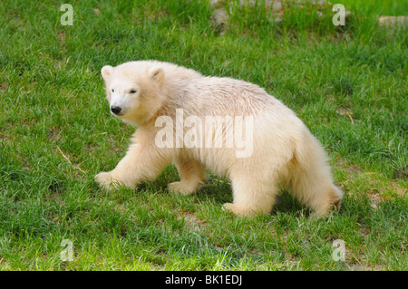 orso di ghiaccio Foto Stock