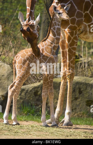 Giraffe Foto Stock