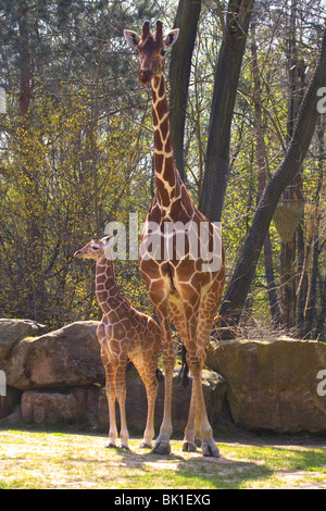 Giraffe Foto Stock