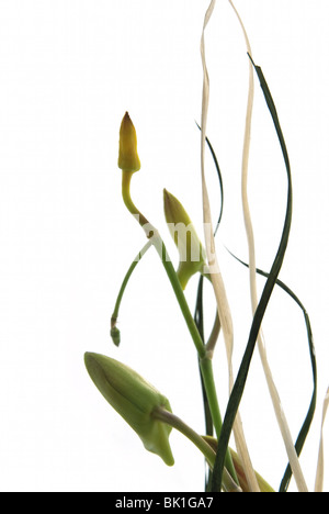 Le gemme di orchidee isolati su sfondo bianco Foto Stock