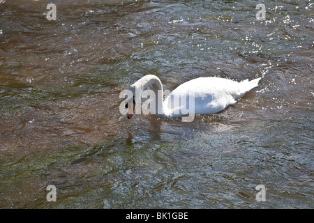 Cigno sul fiume Itchen , Hampshire, Inghilterra. Foto Stock