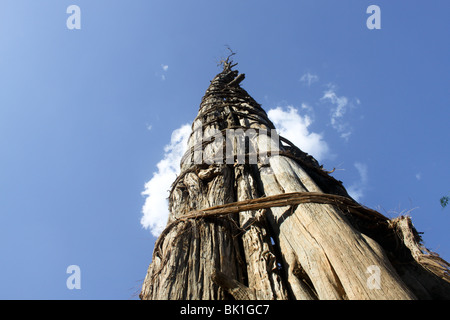 Africa, Etiopia, Mecheke village, Konso tribù, il polo di generazione Foto Stock