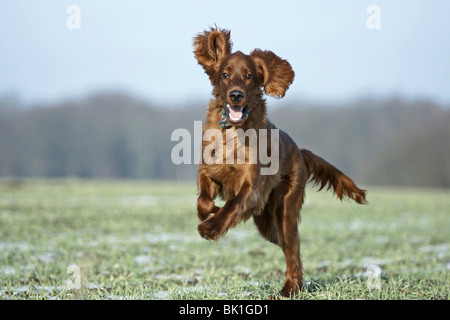 Esecuzione Irlandese Setter rosso Foto Stock