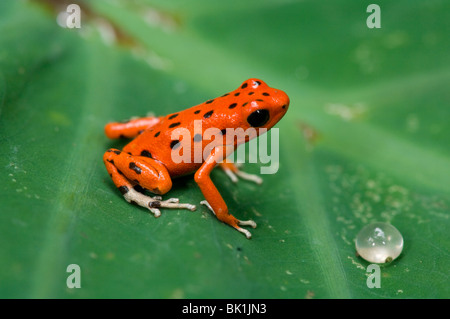 Red Dart (Rana Dendrobates pumilio), Panama Foto Stock