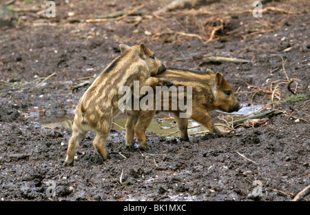 Cinghiale europeo di suinetti, Sus scrofa scrofa, suidi, giocando nel fango Foto Stock