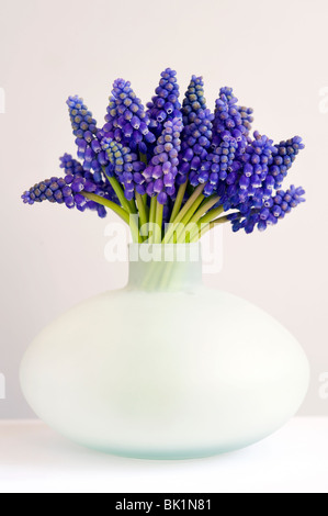 Mazzetto di muscari o giacinto di uva in un vaso può contro uno sfondo bianco Foto Stock