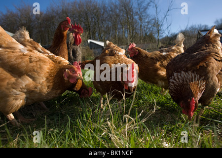 Free range hen polli vagare in un campo verde appartenenti ad una fattoria smallholding in North Somerset, Inghilterra. Foto Stock