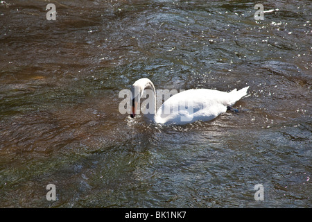 Cigno sul fiume itchen , Hampshire, Inghilterra. Foto Stock