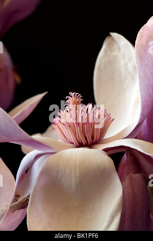 Fiore di magnolia in studio di impostazione su sfondo indietro Foto Stock