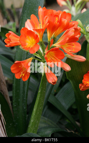 Giglio Kaffir, Clivia miniata, Amaryllidaceae, Sud Africa. Aka Bush Lily o Boslelie in afrikaans, o Umayime in Zulu. Foto Stock