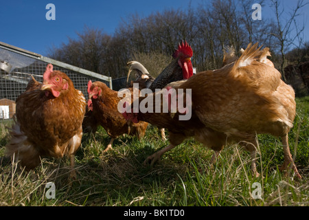 Free range hen polli vagare in un campo verde appartenenti ad una fattoria smallholding in North Somerset, Inghilterra. Foto Stock