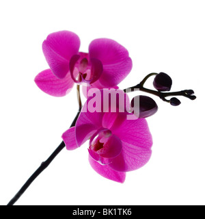 Orchidea viola isolato su sfondo bianco Foto Stock