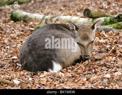 Sika Deer Fawn, Cervus nippon nippon, Cervidae. Foto Stock