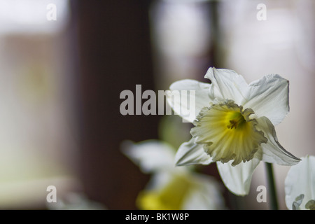 Giunchiglie in Cornovaglia durante la primavera a Cotehele House e giardini Foto Stock